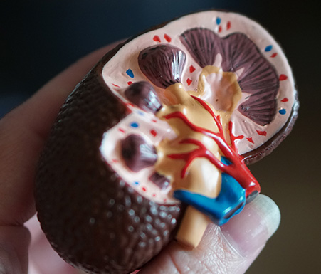 A cross-sectioned anatomical model of a human kidney, revealing its internal structures with red and blue vessels, held in a person's hand.